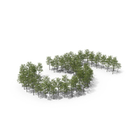 Magnolia Liliiflora Trees Number 5 PNG & PSD Images