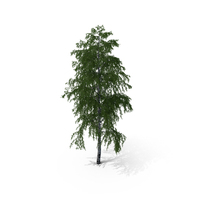 Birch Tree PNG & PSD Images