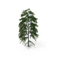 Birch Tree PNG & PSD Images