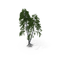 Birch Tree PNG & PSD Images