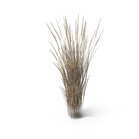 Dry Indian Grass Clump PNG & PSD Images
