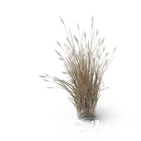 Dry Switch Grass Clump PNG & PSD Images