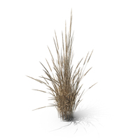 Dry Indian Grass Clump PNG & PSD Images