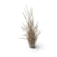 Dry Indian Grass Clump PNG & PSD Images