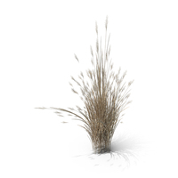 Dry Switch Grass Clump PNG & PSD Images