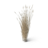 Dry Switch Grass Clump PNG & PSD Images