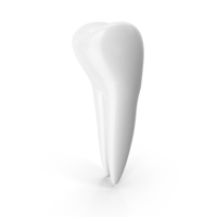 White Premolar Teeth PNG & PSD Images