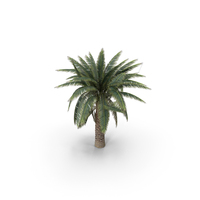 Big Palm Tree PNG & PSD Images