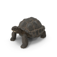 Giant Tortoise Stand Pose PNG & PSD Images