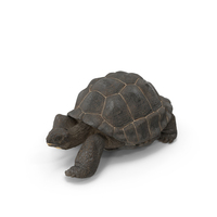 Giant Turtle Lying Down Pose PNG & PSD Images