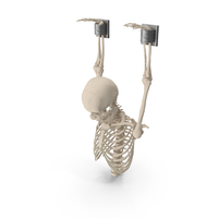 Human Male Remains Skeleton Shackled PNG & PSD Images
