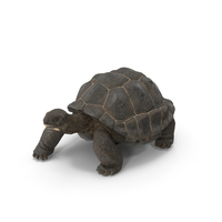 Giant Black Tortoise Walk Pose PNG & PSD Images