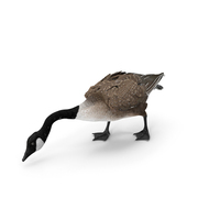 Large Wild Goose Walking Pose PNG & PSD Images