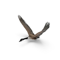 North American Goose Flying Pose PNG & PSD Images