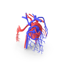 Heart Circulatory System PNG & PSD Images
