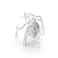 White Heart Circulatory System PNG & PSD Images