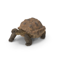 Walk Pose Dirty Giant Tortoise PNG & PSD Images