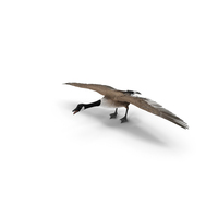 Wild Goose PNG & PSD Images