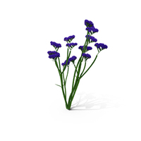 Limonium Sinuatum PNG & PSD Images
