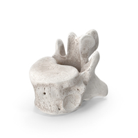 Bear Ursus Thoracic Vertebrae T13 PNG & PSD Images