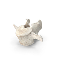 Bear Ursus Lumbar Vertebrae L4 PNG & PSD Images