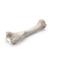 Bear Ursus Humerus PNG & PSD Images