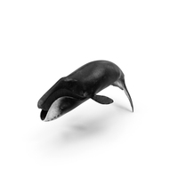 Sea Mammal Bowhead Whale Rest Pose Fur PNG & PSD Images