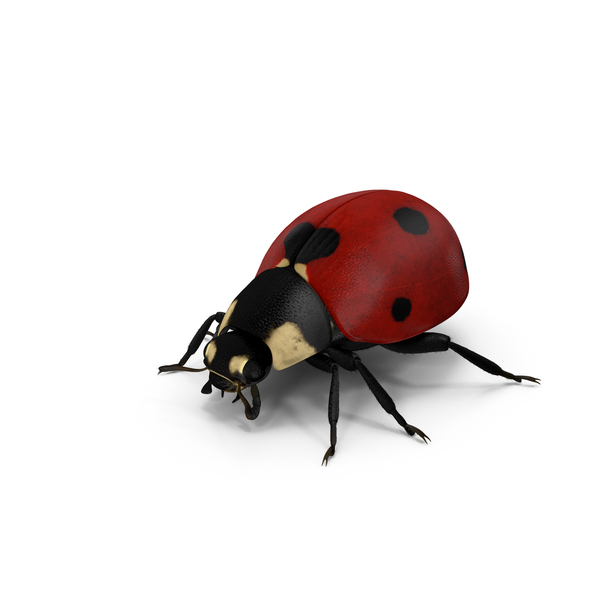 Ladybug With Water Droplets PNG Images & PSDs for Download