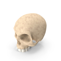 Stylized Skull PNG & PSD Images