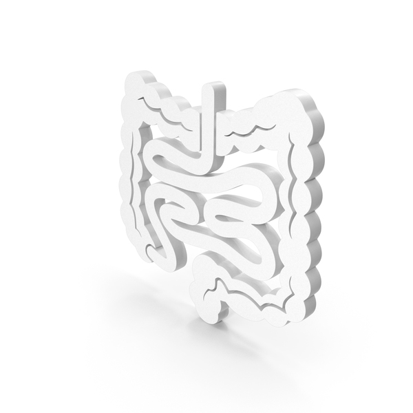 Large And Small Intestine Human Anatomy PNG & PSD Images