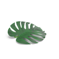 Palm Leaves PNG & PSD Images