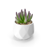 Succulent In Pot PNG & PSD Images