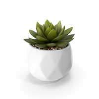 Succulents In Pots PNG & PSD Images