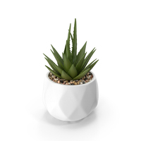 Succulents In Pots PNG & PSD Images
