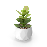Succulents In Pots PNG & PSD Images