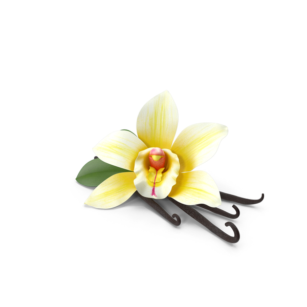 Vanilla Flowers And Beans PNG & PSD Images