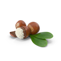 Shea Nuts PNG & PSD Images
