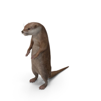Otter Standing On Hind Legs PNG & PSD Images