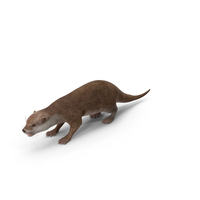 River Otter Basic Pose PNG & PSD Images