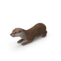 River Otter Lying Pose PNG & PSD Images
