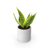 Variegated Snake Plant PNG & PSD Images