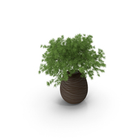 Asparagus PNG & PSD Images