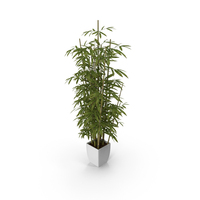 Bamboo PNG & PSD Images