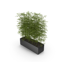 Bamboo PNG & PSD Images