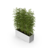Bamboo PNG & PSD Images