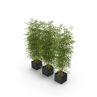 Bamboo PNG & PSD Images