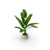 Banana tree PNG & PSD Images