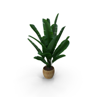 Banana Tree PNG & PSD Images