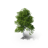 Birch Tree PNG & PSD Images
