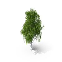 Birch Tree PNG & PSD Images